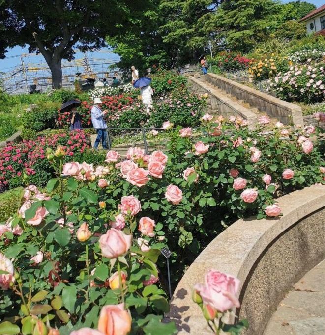 港の見える丘公園内のバラとカスケードの庭