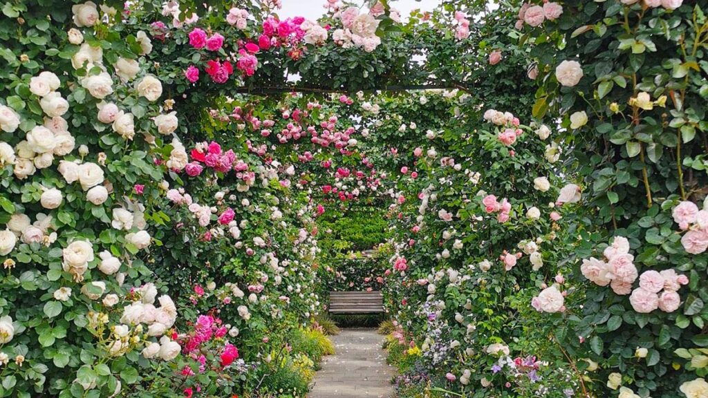 港の見える丘公園の沈床花壇のバラのトンネル