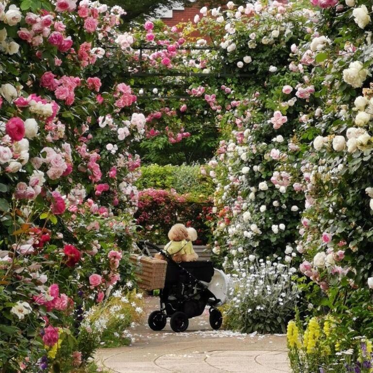 ペットの写真の撮る人にぎわう公園