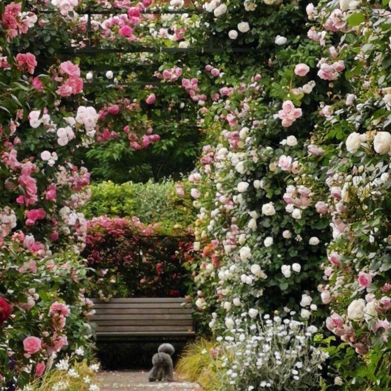 港の見える丘公園のバラは見ごたえたっぷり