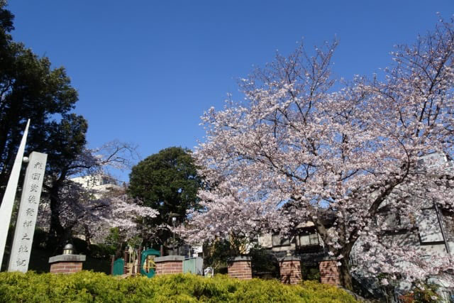 元町公園の桜と我国塗装業発祥の地の記念碑