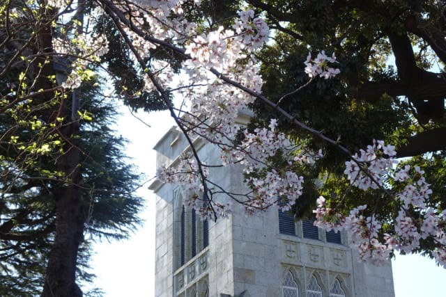 山手聖公会と桜