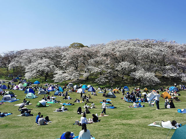 ピクニックを兼ねてお花見