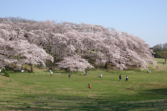 広い芝生と桜のコントラスト根岸森林公園