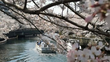 ボートからの花見、大岡川