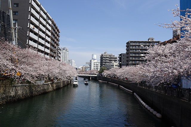 大岡川プロムナードの桜