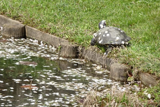 花筏と亀