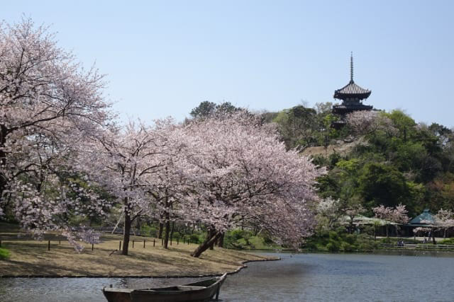 三渓園の池と三重塔と桜