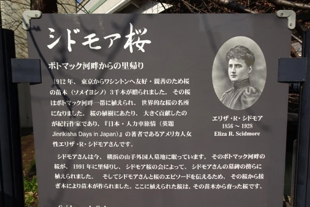 シドモア桜案内板